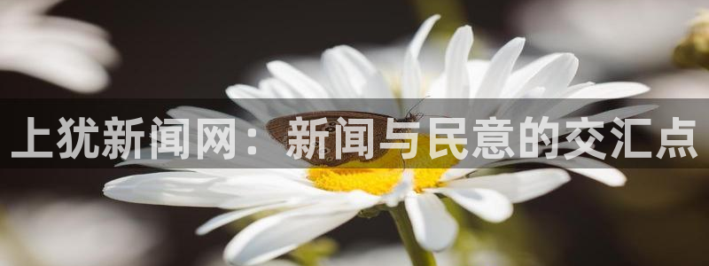 上犹新闻网：新闻与民意的交汇点