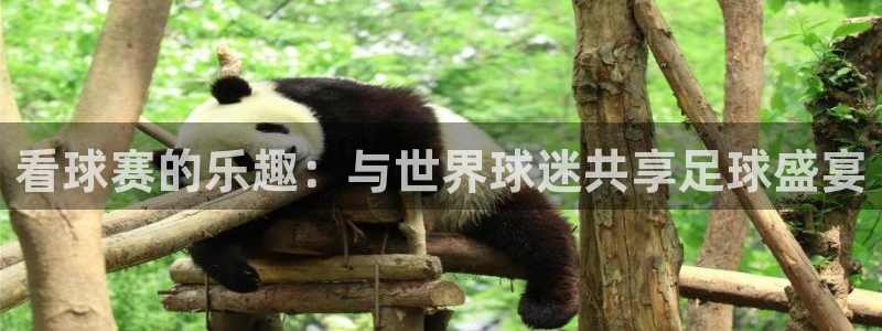 看球赛的乐趣：与世界球迷共享足球盛宴
