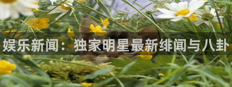 娱乐新闻：独家明星最新绯闻与八卦
